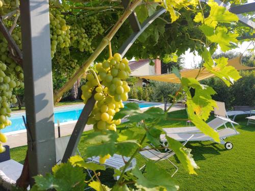 a bunch of grapes hanging from a tree next to a pool at Etna Bike Holiday in Zafferana Etnea