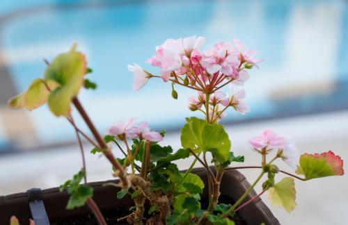 Κήπος έξω από το New Line Village Apartments