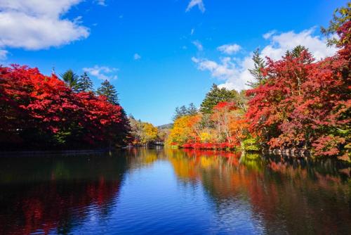 a river in the fall with trees changing colors at Karuizawa Pension Sato no Nukumori in Karuizawa