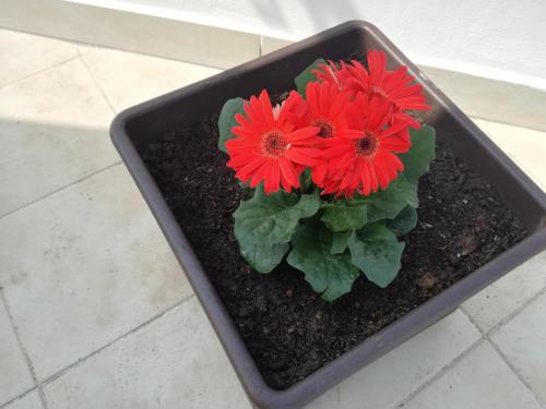 a black planter with red flowers in it at Terra Sinus Holiday House in Terrasini