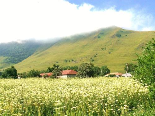 a field of white flowers in front of a mountain at Icho House in Stepantsminda