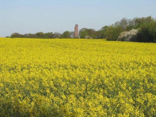 a yellow rapeseed field with a tower in the background at Ferienwohnung Möwe in Stein