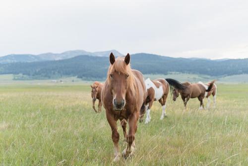 a group of horses walking in a field at Under Canvas West Yellowstone in West Yellowstone