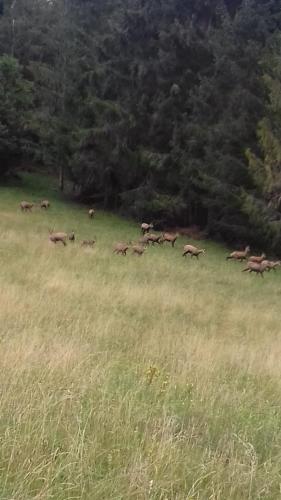 a herd of deer grazing in a field at Pension Waldhof in Koppl