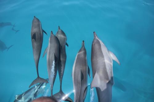 a group of dolphins swimming in the water at Summer Villa Guest House in Maafushi