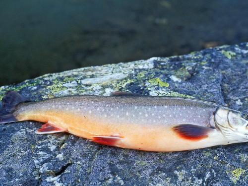 a fish sitting on top of a rock at Holiday home Skorovatn in Skorovatn