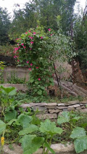 Jardín al aire libre en Guest House Ucha