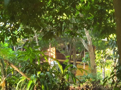 Taman di luar Jungle House