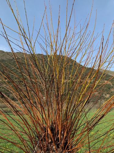 a plant with long needles in the middle of a field at Les Ares in Esterri d'Àneu