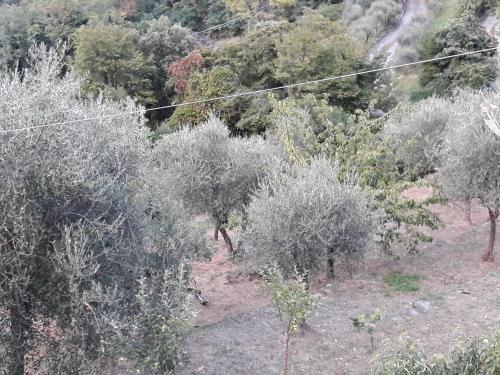 an overhead view of a forest of olive trees at Villa Patrizia in La Spezia