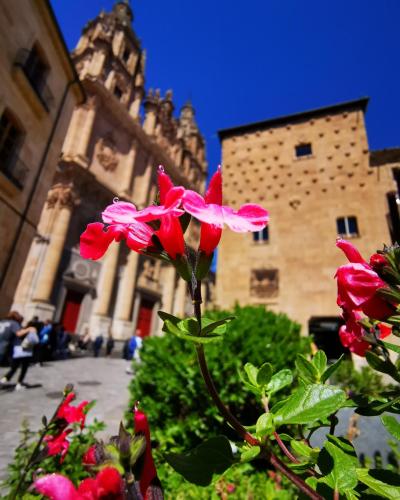a pink flower in front of a building at Rua Suites Boutique in Salamanca