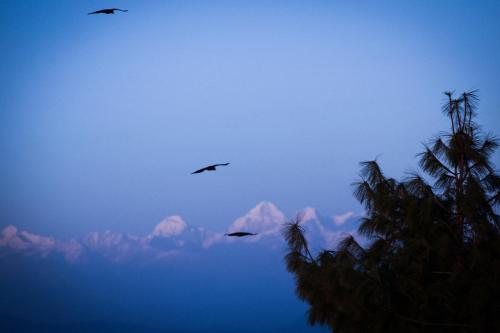 three birds flying in the sky with palm trees at Joy Source Resort in Kathmandu