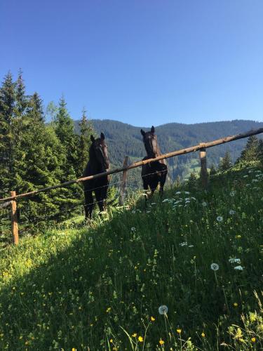 three horses standing on a hill in a field at Bio Bauernhof Oberbenk in Wagrain