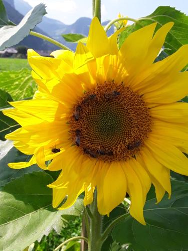 a large yellow sunflower with bees on it at Appartment Hirschberg in Bizau