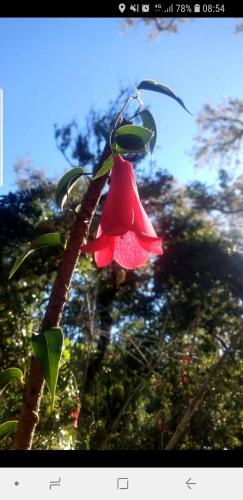 Jardin de l'établissement Cabañas Terra Nova Colbun Machicura