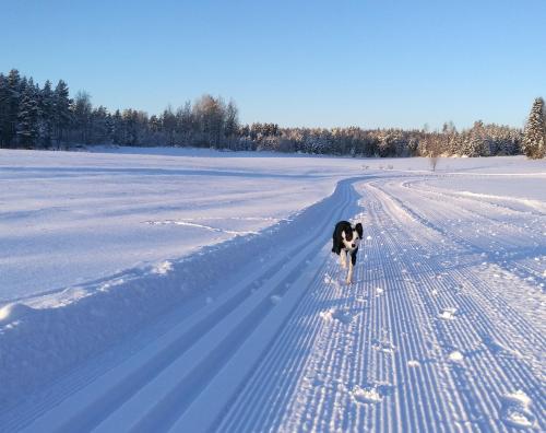 a dog walking across a snow covered field at Tervalepikon Torpat in Sysmä