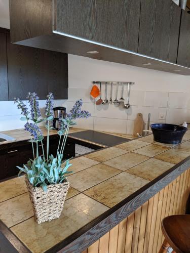 a kitchen with a counter with plants on it at Casa Sum Naul in Brigels