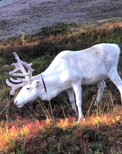 a white deer with antlers standing in a field at Villa Karhuntähti in Luosto