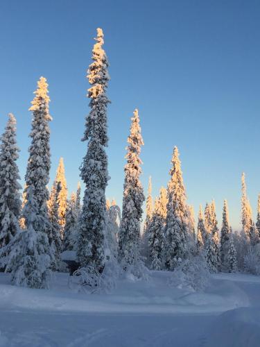 a group of snow covered trees in a field at Villa Karhuntähti in Luosto