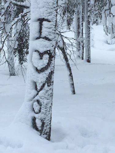 a snow covered tree in a snow covered forest at Villa Karhuntähti in Luosto
