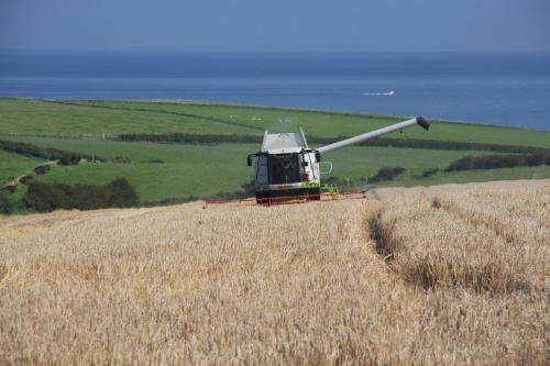 a combine harvester harvesting a field of wheat at Bayview Farm Holiday Cottages in Bushmills