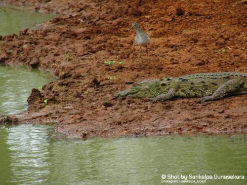 a bird standing next to a crocodile and a bird at Lavender Home Yala Safari in Tissamaharama