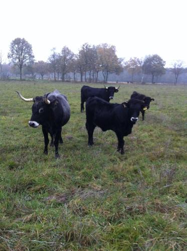 a group of black cows standing in a field at 't Vosseven vakantiehuizen in Stramproy