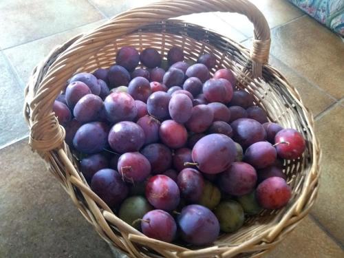 a basket filled with lots of purple and purple fruit at Domaine Oustau Cassou Chez Yanou et Yanetto in Sévignac-Thèze
