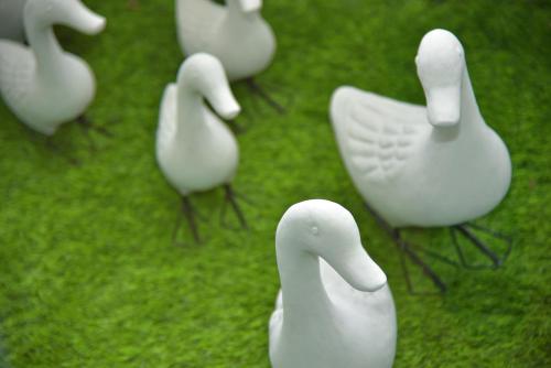 a group of white birds sitting on the grass at BaanHim in Rayong