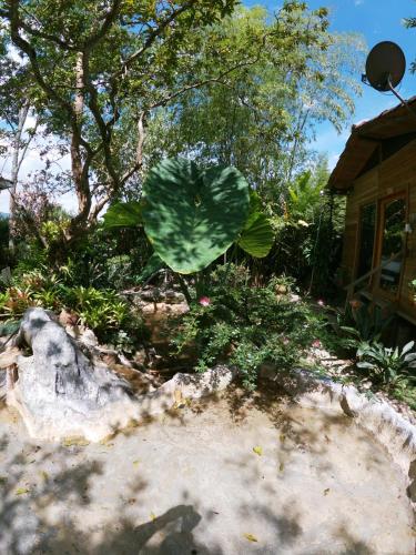 a large green leaf sitting in a garden at Hotel Casa Madero in Envigado