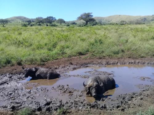 two elephants laying in the mud in a field at Hluhluwe Gate Safari Camp in Hluhluwe
