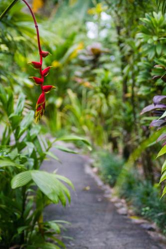 a red flower on a path in a forest at La Ponderosa in Pavones