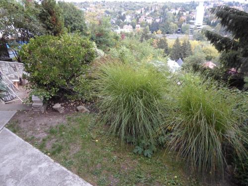 a garden with tall grass and bushes on a hill at Panoráma Szállás in Miskolctapolca
