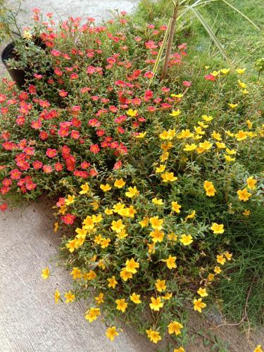 a bunch of colorful flowers in a garden at Uptown Guesthouse in Siquijor