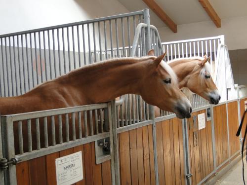 two horses standing in their stalls in a barn at Denggnhof in Münster