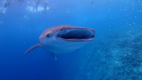 a whale shark swimming in the water at Boutique Beach All Inclusive Diving Hotel in Dhigurah