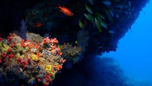 an underwater image of a coral reef with fish at Boutique Beach All Inclusive Diving Hotel in Dhigurah