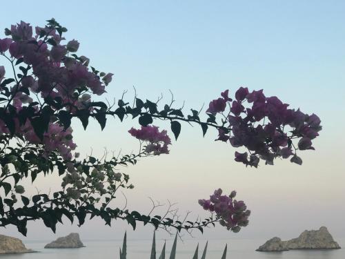 a tree with purple flowers and rocks in the water at Natica Mare Villas in Xerokampos