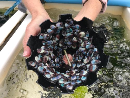 a person holding a bowl filled with mussels in water at Sixteen Guesthouse on Main in Hermanus