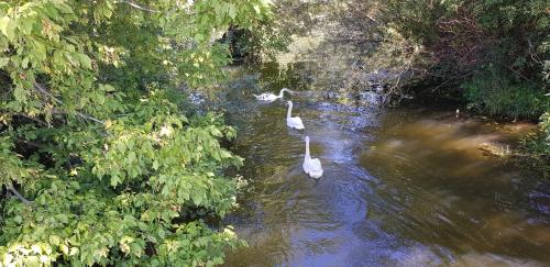 two white swans swimming in a river with trees at Les Petites Forges in Auxonne
