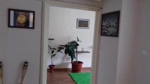 a hallway with a green rug and a plant at Apartament Relax in Sovata