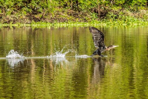 a bird flying over a body of water at Amazon Muyuna Lodge - All Inclusive in Paraíso