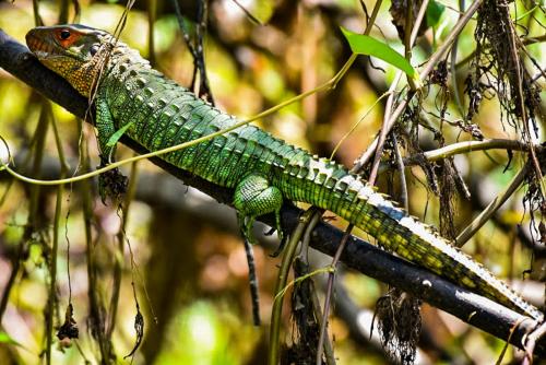 a green lizard is sitting on a tree branch at Amazon Muyuna Lodge - All Inclusive in Paraíso