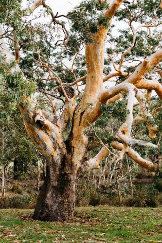 a large tree with snow on the branches at Dunkeld Village Accommodation - formally Dunkeld Studio Accommodation in Dunkeld