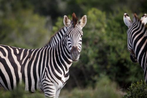two zebras standing next to each other in a field at Bukela Game Lodge - Amakhala Game Reserve in Amakhala Game Reserve