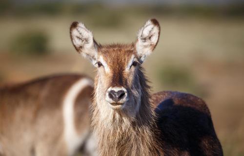 a close up of a deer looking at the camera at Bukela Game Lodge - Amakhala Game Reserve in Amakhala Game Reserve