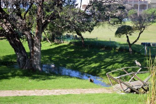 a tree in the grass next to a small pond at Bella Ev Guest House in Muizenberg