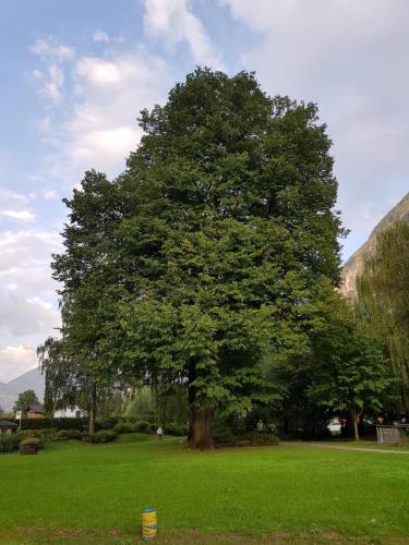 a large tree in a field of green grass at Privatzimmer Bundschuh in Amlach