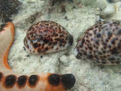 two sea shells on the sand with a fish at Ancelle Cristo Re in Moalboal