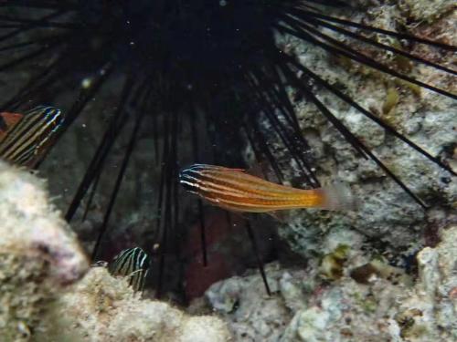 an orange fish is swimming in the ocean at Ancelle Cristo Re in Moalboal